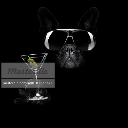 french bulldog in dark black  isolated background ,with martini cocktail drink  celebrating and toasting, looking cool