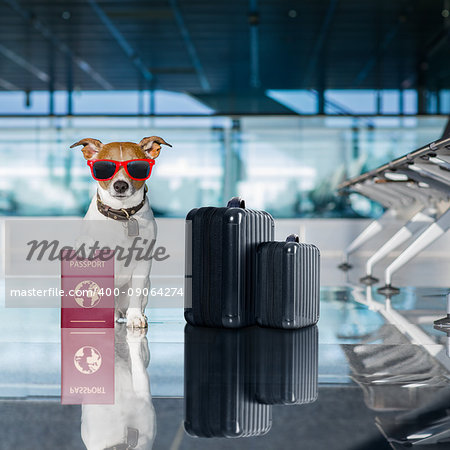 holiday vacation jack russell dog waiting in airport terminal ready to board the airplane or plane at the gate, luggage or bag to the side