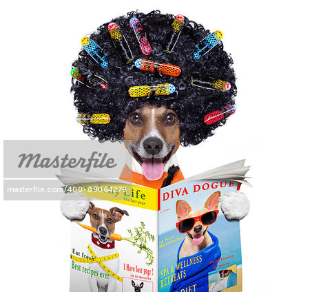 afro look dog with very big curly black hair , or wig  wearing orange hairdressers towel , isolated on white background reading a magazine or newspaper