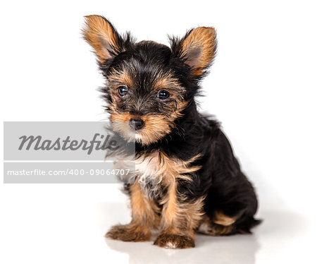 Puppy Yorkshire Terrier on a light background