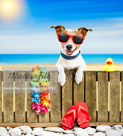 jack russel dog resting and relaxing on a wall or fence at the  beach  ocean shore, on summer vacation holidays, wearing sunglasses