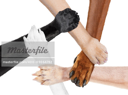 five paws like   in  a multicultural team  circle shaking hands united for the same cause and goal, isolated on white background