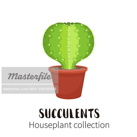 Cactus icons in cartoon flat style isolated on white background. Home plants cactus in pots and with flowers. A variety of decorative cactus with prickles and without.