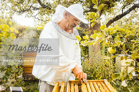 Beekeeper checking his bees in beehouse