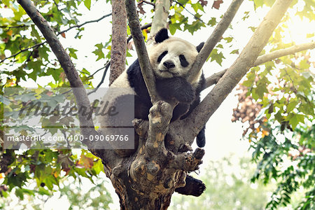 Giant Panda sleeps on the tree brunch.