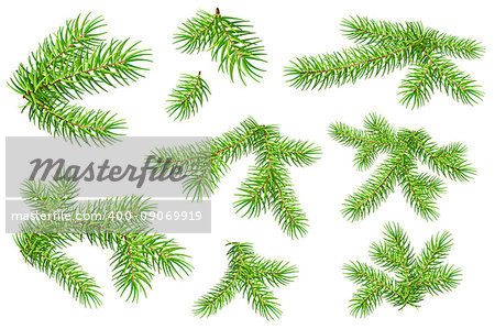 Set of green fluffy fir pine branches isolated on white background. Vector nature xmas illustration