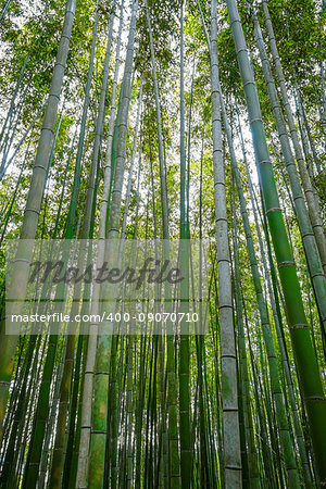 Arashiyama bamboo forest in Sagano, Kyoto, Japan