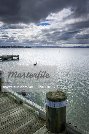 Swan and wooden pier on Rotorua lake , New Zealand