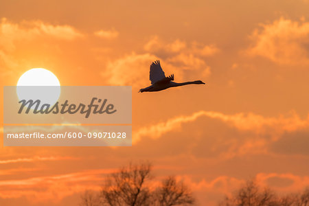 Silhouette of mute swan (Cygnus olor) flying in sky with sun in sky at sunset, Hesse, Germany