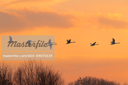 Flock of flying mute swans (Cygnus olor) silhouetted against the sky at sunset, Hesse, Germany