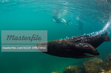 Adult bull Galapagos fur seal (Arctocephalus galapagoensis) underwater on Genovesa Island, Galapagos, Ecuador, South America Adult bull Galapagos fur seal (Arctocephalus galapagoensis) underwater on Genovesa Island, Galapagos, Ecuador, South America