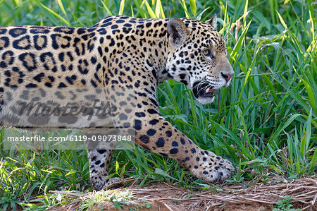 Young Jaguar (Panthera onca) on a riverbank, Cuiaba river, Pantanal, Mato Grosso, Brazil, South America