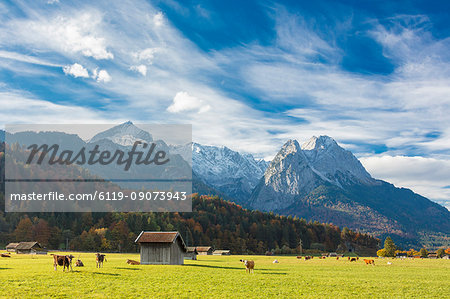 Cows in the green pastures framed by the high peaks of the Alps, Garmisch Partenkirchen, Upper Bavaria, Germany, Europe