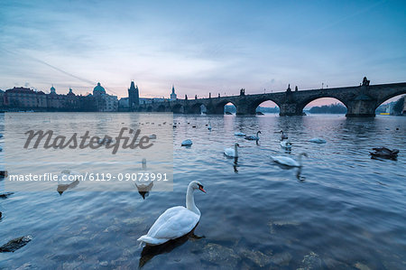 White swans on the Vltava River and the historical Charles Bridge at sunrise, UNESCO World Heritage Site, Prague, Czech Republic, Europe