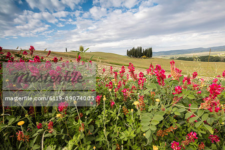Red flowers frame the gentle green hills of Val d'Orcia, UNESCO World Heritage Site, Province of Siena, Tuscany, Italy, Europe Red flowers frame the gentle green hills of Val d'Orcia, UNESCO World Heritage Site, Province of Siena, Tuscany, Italy, Europe