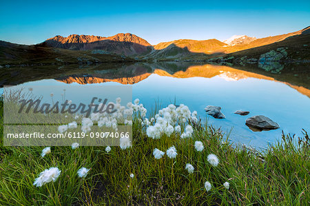 Cotton grass frames the rocky peaks reflected in Lake Umbrail at sunset, Stelvio Pass, Valtellina, Lombardy, Italy, Europe