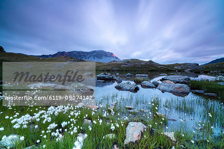 Laghetto Alto Scorluzzo framed by cotton grass at sunrise, Bormio, Braulio Valley, Valtellina, Lombardy, Italy, Europe