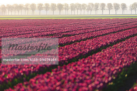 The colourful fields of tulips in bloom and trees in the countryside at dawn, De Rijp, Alkmaar, North Holland, Netherlands, Europe
