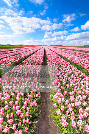 Blue sky on rows of pink tulips in bloom in the fields of Oude-Tonge, Goeree-Overflakkee, South Holland, The Netherlands, Europe