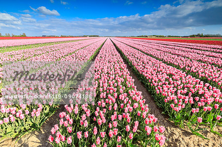Blue sky on rows of pink tulips in bloom in the fields of Oude-Tonge, Goeree-Overflakkee, South Holland, The Netherlands, Europe