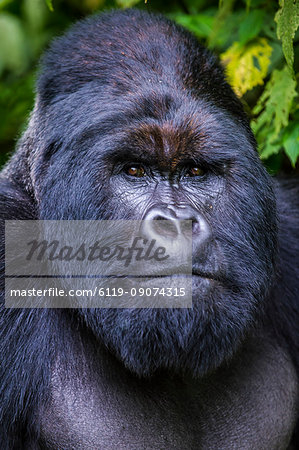 Silverback Mountain gorilla (Gorilla beringei beringei) in the Virunga National Park, UNESCO World Heritage Site, Democratic Republic of the Congo, Africa