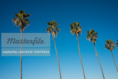 Palm trees on the beach of La Jolla, California, United States of America, North America