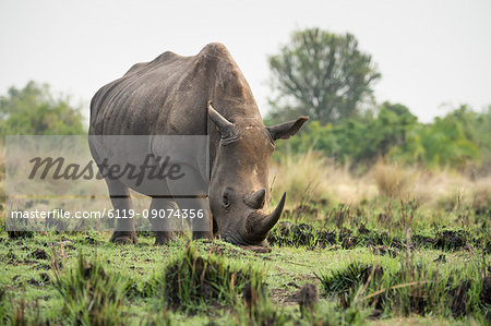 White Rhinoceros (Ceratotherium simum), Uganda, Africa