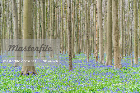 Beechwood with bluebell flowers on the ground, Halle, Flemish Brabant province, Flemish region, Belgium, Europe