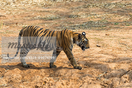 Bengal tiger (Panthera tigris tigris), Bandhavgarh National Park, Madhya Pradesh, India, Asia