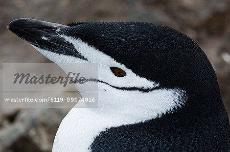 Close up portrait of a chinstrap penguin (Pygoscelis antarcticus), Half Moon Island, Antarctica, Polar Regions