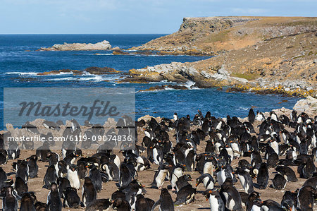Rockhopper penguin colony (Eudyptes chrysocome), Falkland Islands, South America Rockhopper penguin colony (Eudyptes chrysocome), Falkland Islands, South America