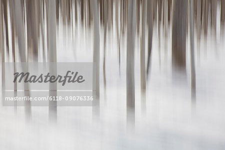Long exposure of thin tree trunks in a forest in winter.