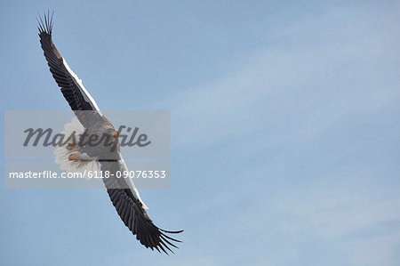 Steller's Sea Eagle, Haliaeetus pelagicus, landing on frozen bay in winter.