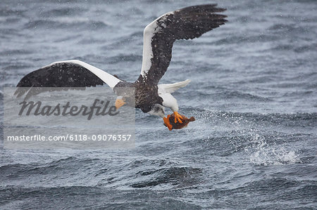 Steller's Sea Eagle, Haliaeetus pelagicus, hunting above water in winter.