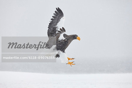 Steller's Sea Eagle, Haliaeetus pelagicus, landing on frozen bay in winter. Steller's Sea Eagle, Haliaeetus pelagicus, landing on frozen bay in winter.
