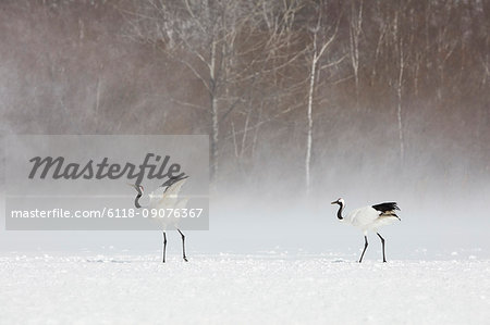 Red-Crowned Cranes, Grus japonensis, standing in the snow in winter.