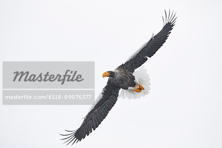 Steller's Sea Eagle, Haliaeetus pelagicus, mid-air, winter.
