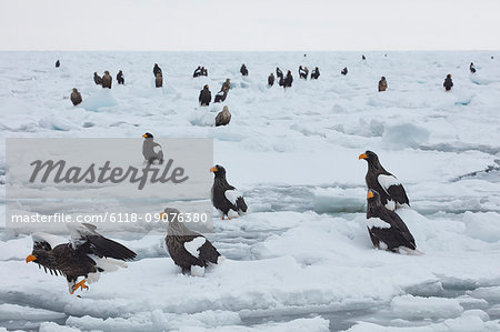 Steller's Sea Eagle, Haliaeetus pelagicus, on frozen bay in winter. Steller's Sea Eagle, Haliaeetus pelagicus, on frozen bay in winter.