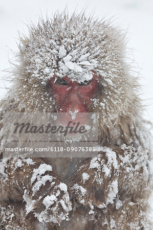 Japanese Macaque, Macaca fuscata, in the winter snow.