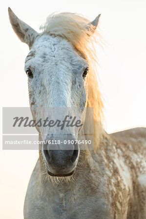 Close up of white horse, looking at camera.