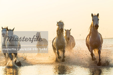 Medium group of white horses running in the ocean.