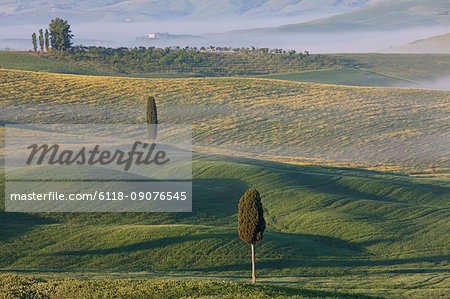 Rolling landscape dotted with cypress trees at dawn.