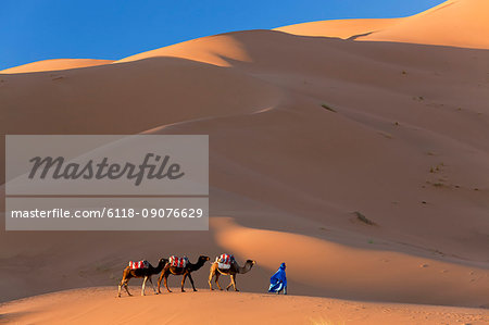 Tuareg man leading camel train through the Sahara desert.