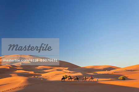 Tuareg man leading camel train through the Sahara desert.