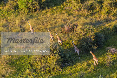 Aerial view of five giraffes walking in line through lush delta.