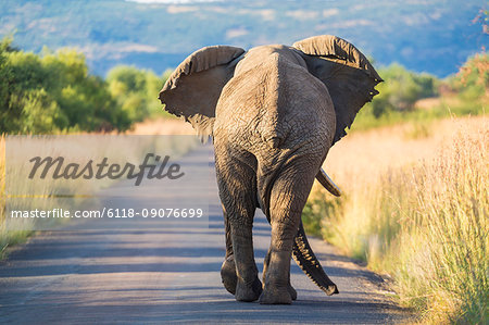 Rear view of African Elephant walking along a rural road.