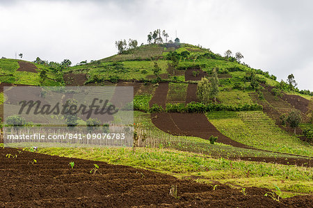 Farmland in the Virunga National Park, Democratic Republic of the Congo, Africa