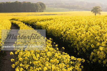 Oilseed rape fields and lone tree shortly after sunrise in spring near West Bretton, Wakefield, West Yorkshire, Yorkshire, England, United Kingdom, Europe Oilseed rape fields and lone tree shortly after sunrise in spring near West Bretton, Wakefield, West Yorkshire, Yorkshire, England, United Kingdom, Europe