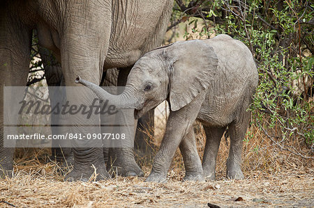 Baby African elephant (Loxodonta africana), Ruaha National Park, Tanzania, East Africa, Africa