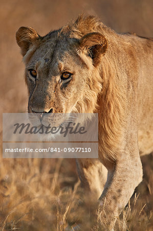 Lion (Panthera leo), Ruaha National Park, Tanzania, East Africa, Africa